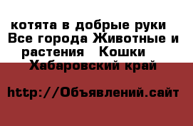 котята в добрые руки - Все города Животные и растения » Кошки   . Хабаровский край